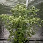 Twilight Zlush Auto x4