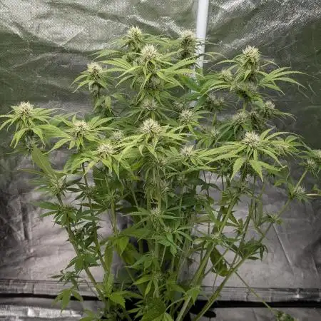 Twilight Zlush Auto x4