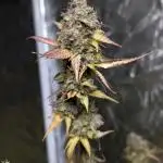 Dosidos Auto x6