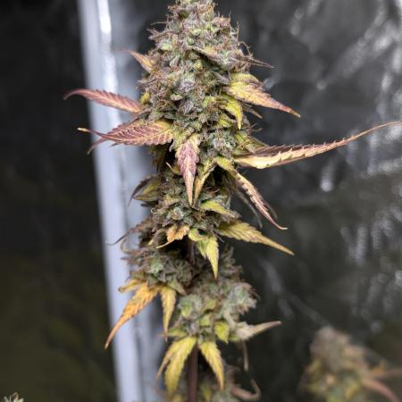 Dosidos Auto x6