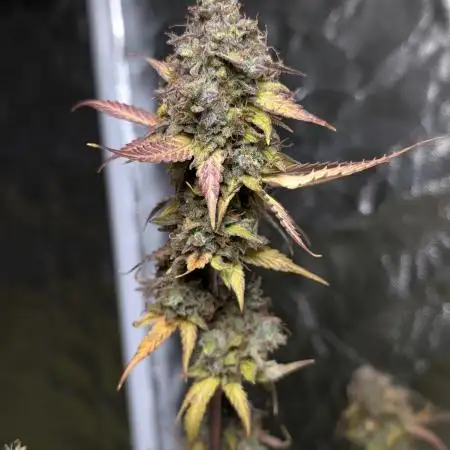 Dosidos Auto x6