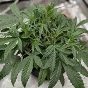 Frosted Guava Auto x3