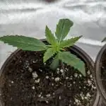 Creamzilla Auto x4
