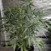 Frosted Guava Auto x3