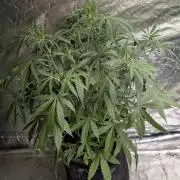 Chemical Candy Auto x3