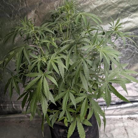 Chemical Candy Auto x3
