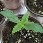 Creamzilla Auto x3