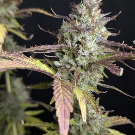 Guava X Gelato 41 x3