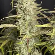 Guava X Gelato 41 x3