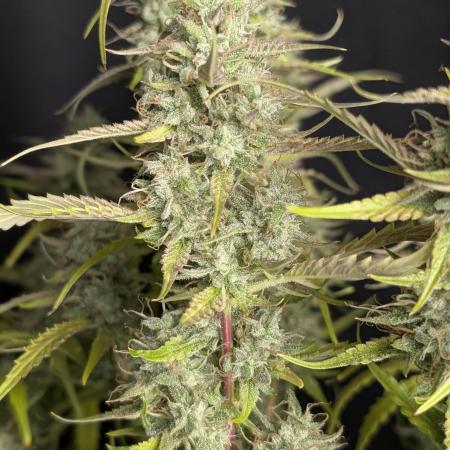 Guava X Gelato 41 x3