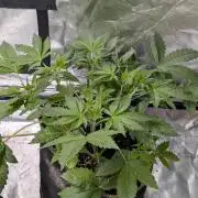Bay Haze x5