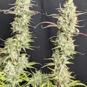 Frosted Guava Auto x3