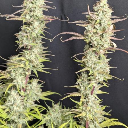 Frosted Guava Auto x3
