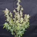 Northern Lights auto