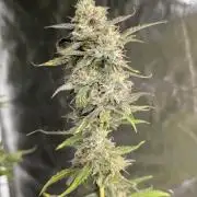 Guava X Gelato 41 x3