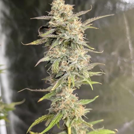 Guava X Gelato 41 x3