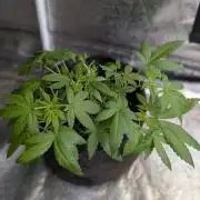 Unknown Kush