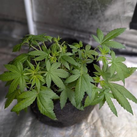 Unknown Kush