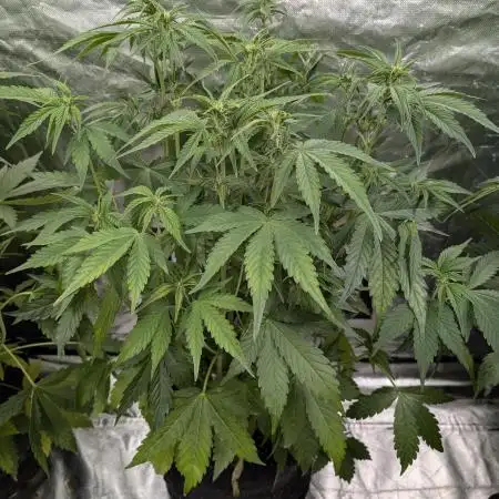 Creamzilla Auto x4