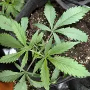 Pablo Escobar auto x3