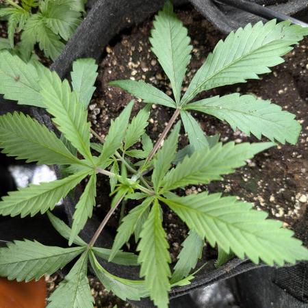 Pablo Escobar auto x3