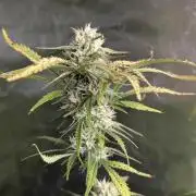 Cotton Berry Rush Auto x3