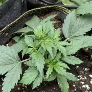 Sweet Mango Auto x4