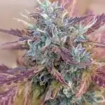 Black Opium Auto x3