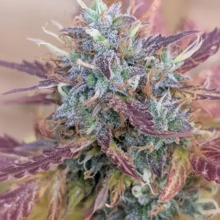 Black Opium Auto x3