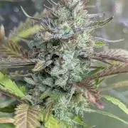 Guava X Gelato 41 x3