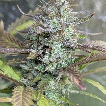 Guava X Gelato 41 x3