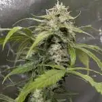 Black Opium Auto x3