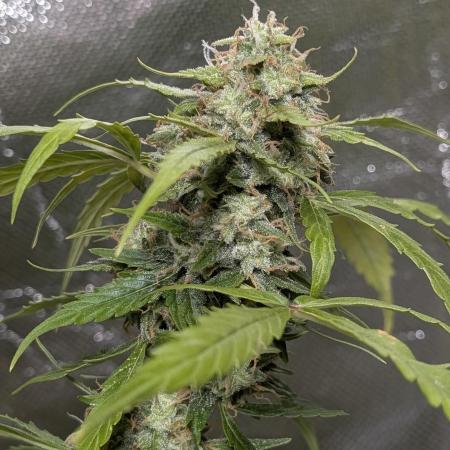 Black Opium Auto x3