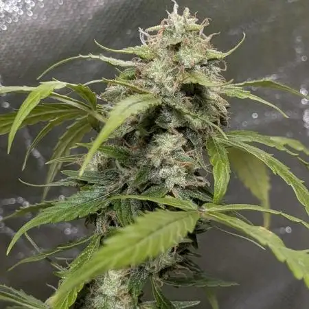 Black Opium Auto x3