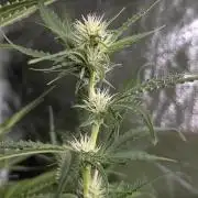 Chemical Candy Auto x3