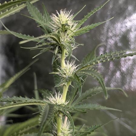 Chemical Candy Auto x3