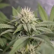 Zinnapple x5