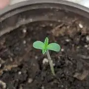 Zinnapple x5