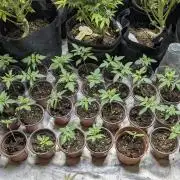 Frosted Guava Auto x3