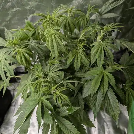 FumePop Auto x4
