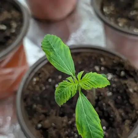 Black Opium Auto x3