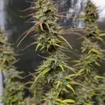 Candy Auto x3