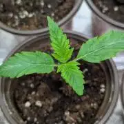 Zinnapple x5
