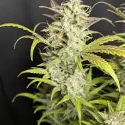 Frosted Guava Auto x2