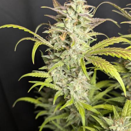 Frosted Guava Auto x2