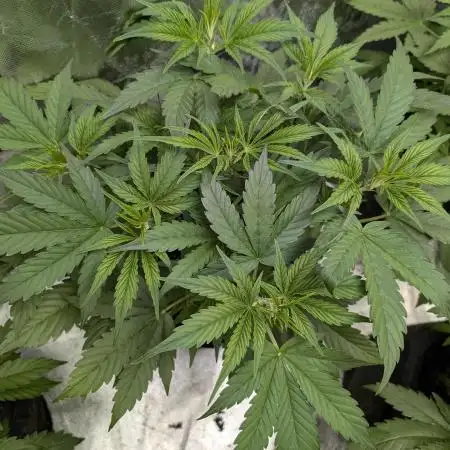 Creamzilla Auto x4