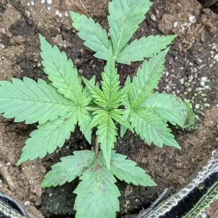Twilight Zlush Auto x4