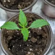 Sugar Black Rose x1