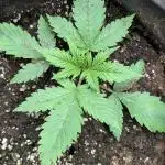 Twilight Zlush Auto x3