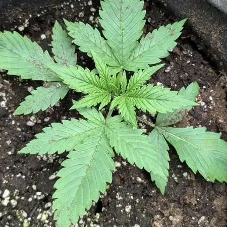 Twilight Zlush Auto x3